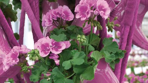 2014 sera l'année de la tendance Radiant Orchid qui décline des tons de rose plus ou moins soutenu. ©SMACT- Stéphane Morard 2014 sera l'année de la tendance Radiant Orchid qui décline des tons de rose plus ou moins soutenu. ©SMACT- Stéphane Morard