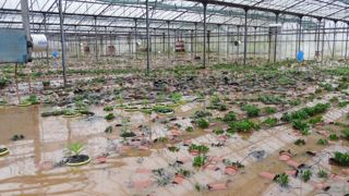 Dans le Var, certains horticulteurs n'ont pas échappé aux inondations des 18 et 19 janvier. ©Chambre d'agriculture du Var Dans le Var, certains horticulteurs n'ont pas échappé aux inondations des 18 et 19 janvier. ©Chambre d'agriculture du Var