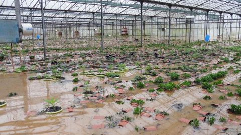 Dans le Var, certains horticulteurs n'ont pas échappé aux inondations des 18 et 19 janvier. ©Chambre d'agriculture du Var Dans le Var, certains horticulteurs n'ont pas échappé aux inondations des 18 et 19 janvier. ©Chambre d'agriculture du Var