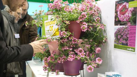 occasions, avant, pendant et après le Salon du végétal. Cette verveine 'Twister' a connu le succès sur plusieurs salons et sur les marchés, en France et à l'internationaux. ©Jacques Moreau occasions, avant, pendant et après le Salon du végétal. Cette verveine 'Twister' a connu le succès sur plusieurs salons et sur les marchés, en France et à l'internationaux. ©Jacques Moreau