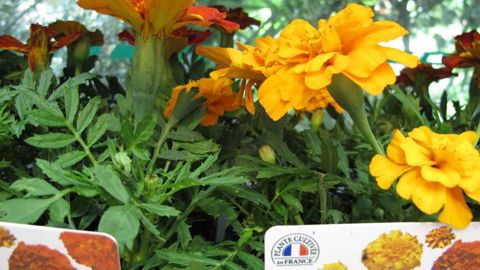 Le « made in France » fera l'objet d'une conférence dans le cadre du pôle Prospectives végétales du Salon du végétal d'Angers, le mardi 18 février à 11 h et le mercredi 19 à 15 h 45, sous la houlette de Végépolys Veille et Prospective. ©Pascal Fayolle Le « made in France » fera l'objet d'une conférence dans le cadre du pôle Prospectives végétales du Salon du végétal d'Angers, le mardi 18 février à 11 h et le mercredi 19 à 15 h 45, sous la houlette de Végépolys Veille et Prospective. ©Pascal Fayo