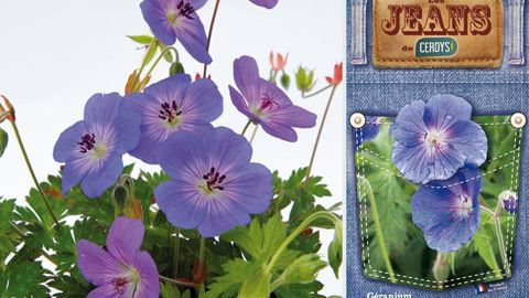 Les Jeans de Cerdys jouent sur la mode pour le jeans, très tendance cette année, en déclinant une gamme de plantes aux tons bleus. Le concept a été présenté au Salon du végétal d'Angers.(c)Isabelle Cordier Les Jeans de Cerdys jouent sur la mode pour le jeans, très tendance cette année, en déclinant une gamme de plantes aux tons bleus. Le concept a été présenté au Salon du végétal d'Angers.(c)Isabelle Cordier