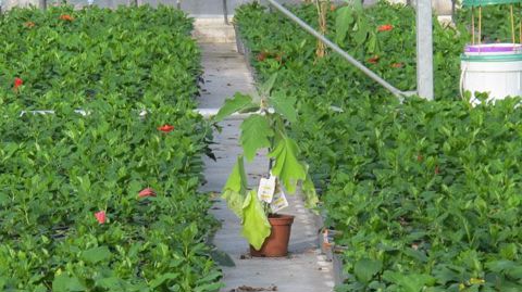 La Protection biologique intégrée, en particulier l'emploi des plantes de services, implique des changements de méthodes, mais aussi de mentalité : l'observation et la prévention priment sur l'action curative.(c)Valérie Vidril La Protection biologique intégrée, en particulier l'emploi des plantes de services, implique des changements de méthodes, mais aussi de mentalité : l'observation et la prévention priment sur l'action curative.(c)Valérie Vidril