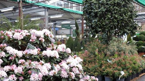 Le magasin Truffaut, à Fourqueux, dans les Yvelines, vient d'ouvrir ses portes. Il affiche clairement, dès l'entrée, le pourcentage des végétaux made in France, commercialisés au fil de ses allées. Il tient ainsi à informer le consommateur.(c)Patrick Glémas Le magasin Truffaut, à Fourqueux, dans les Yvelines, vient d'ouvrir ses portes. Il affiche clairement, dès l'entrée, le pourcentage des végétaux made in France, commercialisés au fil de ses allées. Il tient ainsi à informer le consommateur.(c