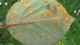 Les traitements autorisés contre la rouille du rosier sont indiqués à l'usage « Rosier - traitement des parties aériennes - rouille(s) » et concernent l'ensemble des espèces et cultivars du genre Rosa. ©Valérie Vidril Les traitements autorisés contre la rouille du rosier sont indiqués à l'usage « Rosier - traitement des parties aériennes - rouille(s) » et concernent l'ensemble des espèces et cultivars du genre Rosa. ©Valérie Vidril Les traitements autorisés contre la rouille du rosier sont indiqués à l'usage « Rosier - traitement des parties aériennes - rouille(s) » et concernent l'ensemble des espèces et cultivars du genre Rosa. ©Valérie Vidril Les traitements autorisés contre la rouille du rosier sont indiqués à l'usage « Rosier - traitement des parties aériennes - rouille(s) » et concernent l'ensemble des espèces et cultivars du genre Rosa. ©Valérie Vidril