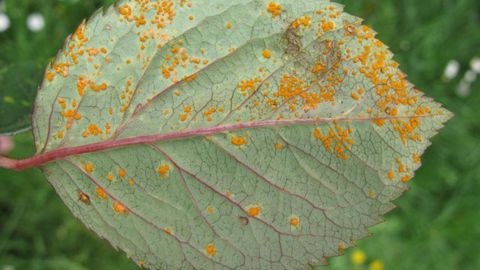 Les traitements autorisés contre la rouille du rosier sont indiqués à l'usage « Rosier - traitement des parties aériennes - rouille(s) » et concernent l'ensemble des espèces et cultivars du genre Rosa. ©Valérie Vidril Les traitements autorisés contre la rouille du rosier sont indiqués à l'usage « Rosier - traitement des parties aériennes - rouille(s) » et concernent l'ensemble des espèces et cultivars du genre Rosa. ©Valérie Vidril
