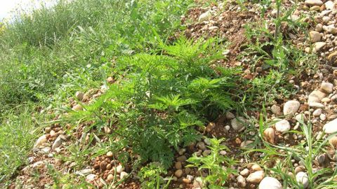 Le règlement relatif aux espèces exotiques envahissantes, en cours d'adoption, entend prévenir et limiter les effets négatifs de leur introduction et de leur propagation sur la biodiversité, la santé humaine, les activités économiques... Ici, l'ambroisie, allergisante et nuisible aux récoltes.(c)Claude Thiery Le règlement relatif aux espèces exotiques envahissantes, en cours d'adoption, entend prévenir et limiter les effets négatifs de leur introduction et de leur propagation sur la biodiversité