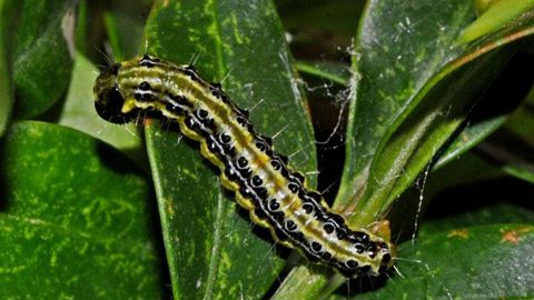 La pyrale du buis présente une tête noire et un corps vert ponctué de verrues noires et de poils clairs. ©J.-C. Martin La pyrale du buis présente une tête noire et un corps vert ponctué de verrues noires et de poils clairs. ©J.-C. Martin