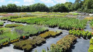 FranceAgriMer a dressé un état des lieux de la filière horticole et propose des stratégies pour l'aider à retrouver sa compétitivité. ©Valérie Vidril FranceAgriMer a dressé un état des lieux de la filière horticole et propose des stratégies pour l'aider à retrouver sa compétitivité. ©Valérie Vidril FranceAgriMer a dressé un état des lieux de la filière horticole et propose des stratégies pour l'aider à retrouver sa compétitivité. ©Valérie Vidril FranceAgriMer a dressé un état des lieux de la filière horticole et propose des stratégies pour l'aider à retrouver sa compétitivité. ©Valérie Vidril