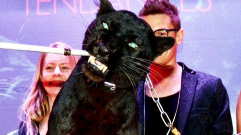 Ranny, la panthère noire, a circulé parmi les participants au dernier Aparté Tendance de Chlorosphère. ©Chlorosphère Ranny, la panthère noire, a circulé parmi les participants au dernier Aparté Tendance de Chlorosphère. ©Chlorosphère