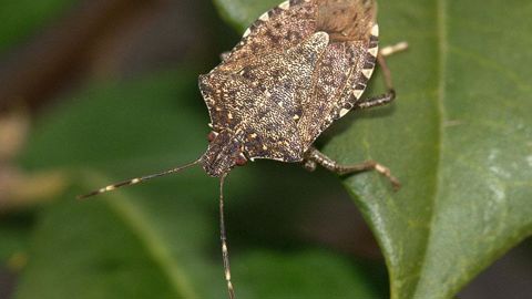 Punaise diabolique Halyomorpha halys. ©J. Wildonger, USDA-ARS. Punaise diabolique Halyomorpha halys. ©J. Wildonger, USDA-ARS.