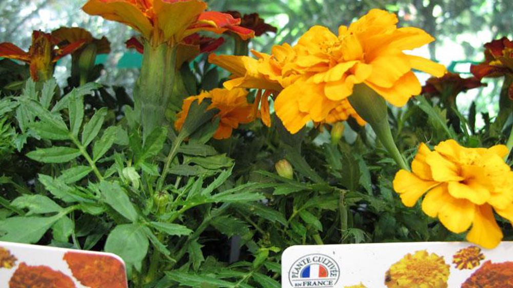 La démarche visant à valoriser les plantes produites en France prend forme : FranceAgriMer s'est saisi du dossier ; un groupe de travail va être constitué dont l'objectif est d'en déterminer le cahier des charges. (c)Pascal Fayolle La démarche visant à valoriser les plantes produites en France prend forme : FranceAgriMer s'est saisi du dossier ; un groupe de travail va être constitué dont l'objectif est d'en déterminer le cahier des charges. (c)Pascal Fayolle