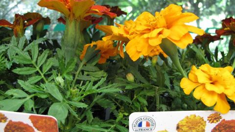 La démarche visant à valoriser les plantes produites en France prend forme : FranceAgriMer s'est saisi du dossier ; un groupe de travail va être constitué dont l'objectif est d'en déterminer le cahier des charges. (c)Pascal Fayolle La démarche visant à valoriser les plantes produites en France prend forme : FranceAgriMer s'est saisi du dossier ; un groupe de travail va être constitué dont l'objectif est d'en déterminer le cahier des charges. (c)Pascal Fayolle