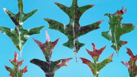 Symptômes de Xylella fastidiosa sur feuilles de Quercus laevis. La lutte passe par l'arrachage et la destruction des plantes contaminées et le contrôle des insectes vecteurs.(c)Edward L. Barnard, Florida Department of Agriculture and Consumer Services, Bugwood.org Symptômes de Xylella fastidiosa sur feuilles de Quercus laevis. La lutte passe par l'arrachage et la destruction des plantes contaminées et le contrôle des insectes vecteurs.(c)Edward L. Barnard, Florida Department of Agriculture and C