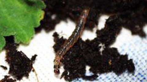 ©  JÉRÔME JULLIEN 