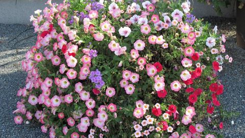Une visite du nouveau jardin d'essais déclinera des propositions sur l'art des mélanges et des couleurs. ©Odile Maillard Une visite du nouveau jardin d'essais déclinera des propositions sur l'art des mélanges et des couleurs. ©Odile Maillard