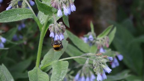 Parmi les moyens de communication utilisés par les plantes, des composés organiques volatils permettent la reconnaissance spécifique des espèces par les insectes pollinisateurs.(c)Yaël Haddad Parmi les moyens de communication utilisés par les plantes, des composés organiques volatils permettent la reconnaissance spécifique des espèces par les insectes pollinisateurs.(c)Yaël Haddad