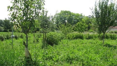 ©Nathalie Delara - lycée de Tournus Un des bosquets du verger clos : verger fruitier aménagé pour favoriser la biodiversité (2013). 