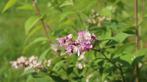 ©Pierre Cuny Deutzia hybrida ‘Perle Rose'. 