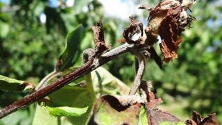 La lutte contre le feu bactérien est obligatoire. Les risques, importants, concernent la production fruitière et ornementale. En cas de symptômes douteux, contacter la Fredon ou le Sral. Ici, symptômes sur néflier.(c)FREDON-PACA La lutte contre le feu bactérien est obligatoire. Les risques, importants, concernent la production fruitière et ornementale. En cas de symptômes douteux, contacter la Fredon ou le Sral. Ici, symptômes sur néflier.(c)FREDON-PACA