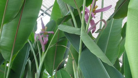 Durant ses portes ouvertes le jeudi 3 juillet 2014, la station d'expérimentations CREAT à La Gaude (06) présentera des nouveautés, notamment des bananiers.(c)CREAT. Durant ses portes ouvertes le jeudi 3 juillet 2014, la station d'expérimentations CREAT à La Gaude (06) présentera des nouveautés, notamment des bananiers.(c)CREAT.