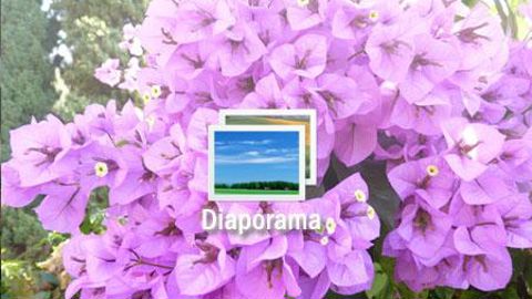 01. Aristolicha gigantea.