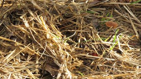 L'Arexhor Pays de la Loire dressera un bilan du paillage des parcelles de pleine terre avec de la paille. ©Valérie Vidril L'Arexhor Pays de la Loire dressera un bilan du paillage des parcelles de pleine terre avec de la paille. ©Valérie Vidril