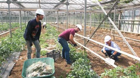 Dans le secteur de Cornay, plusieurs producteurs en maraîchage et en pépinière de jeunes plants, entre autres, ont été touchés par la vague d'orages et de grêle qui s'est abattue sur la région lors du week-end de la Pentecôte. À l'heure du bilan et de la remise en état, de nombreux volontaires sont venus leur prêter main forte.  ©CAAHMRO Dans le secteur de Cornay, plusieurs producteurs en maraîchage et en pépinière de jeunes plants, entre autres, ont été touchés par la vague d'orages et de grêle