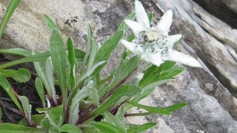 Au jardin alpin de la Naye, selon le moment et la météo, il est possible d'observer les célèbres edelweiss, diverses gentianes, des Soldanella, Sempervivum, campanules, silènes, potentilles, Scutellaria, clématites alpines… ©Odile Maillard Au jardin alpin de la Naye, selon le moment et la météo, il est possible d'observer les célèbres edelweiss, diverses gentianes, des Soldanella, Sempervivum, campanules, silènes, potentilles, Scutellaria, clématites alpines… ©Odile Maillard