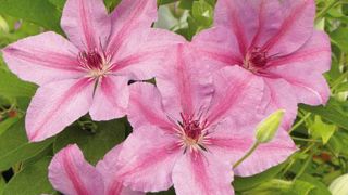 Clematis SUCCESS®, les clématites des pépinières Travers spécialement prévues pour les potées fleuries, ont été récompensées d'un Jardinnov d'or à l'occasion de Jardins Jardin aux Tuileries, début juin. ©Travers Clematis SUCCESS®, les clématites des pépinières Travers spécialement prévues pour les potées fleuries, ont été récompensées d'un Jardinnov d'or à l'occasion de Jardins Jardin aux Tuileries, début juin. ©Travers Clematis SUCCESS®, les clématites des pépinières Travers spécialement prévues pour les potées fleuries, ont été récompensées d'un Jardinnov d'or à l'occasion de Jardins Jardin aux Tuileries, début juin. ©Travers Clematis SUCCESS®, les clématites des pépinières Travers spécialement prévues pour les potées fleuries, ont été récompensées d'un Jardinnov d'or à l'occasion de Jardins Jardin aux Tuileries, début juin. ©Travers