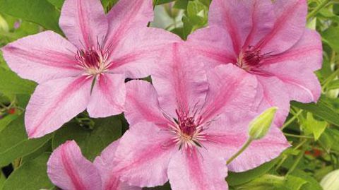 Clematis SUCCESS®, les clématites des pépinières Travers spécialement prévues pour les potées fleuries, ont été récompensées d'un Jardinnov d'or à l'occasion de Jardins Jardin aux Tuileries, début juin. ©Travers  Clematis SUCCESS®, les clématites des pépinières Travers spécialement prévues pour les potées fleuries, ont été récompensées d'un Jardinnov d'or à l'occasion de Jardins Jardin aux Tuileries, début juin. ©Travers 