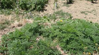 Un talus infesté d'ambroisie en Isère.(c)Claude Thiery Un talus infesté d'ambroisie en Isère.(c)Claude Thiery