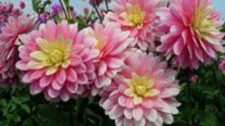 © Ernest Turc  © Ernest Turc