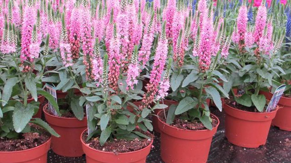 ©Odile Maillard Agriom : Veronica 'Rocket Power' Pink. 