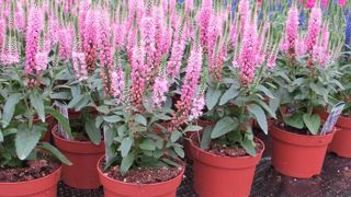 ©Odile Maillard Agriom : Veronica 'Rocket Power' Pink. ©Odile Maillard Agriom : Veronica 'Rocket Power' Pink.