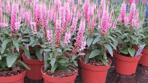 ©Odile Maillard Agriom : Veronica 'Rocket Power' Pink. 