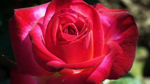 Les roseraies Barth ont lancé et baptisé leur toute premier rosier de jardin DJANGO REINHARDT®. (c)Barth Roseraies Les roseraies Barth ont lancé et baptisé leur toute premier rosier de jardin DJANGO REINHARDT®. (c)Barth Roseraies