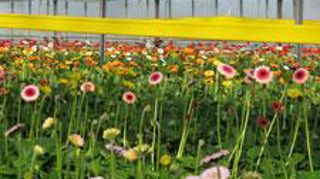 ©Valérie Vidril  ©Valérie Vidril