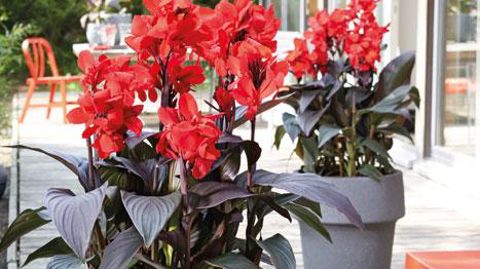 Canna x generalis 'Cannova' Bronze Scarlet F1, de Takii ©Fleuroselect) Canna x generalis 'Cannova' Bronze Scarlet F1, de Takii ©Fleuroselect)