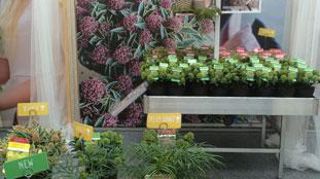 Les pépinières Van Son & Koot Bv ont décroché le prix du « Meilleur stand du Plantarium 2014 » ©Brand wagenaar Les pépinières Van Son & Koot Bv ont décroché le prix du « Meilleur stand du Plantarium 2014 » ©Brand wagenaar