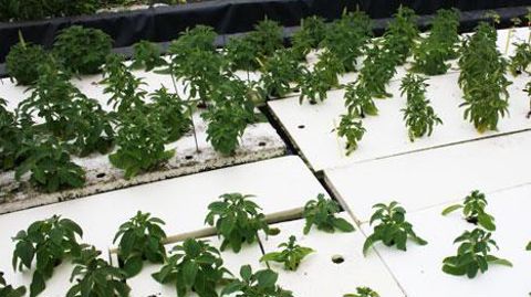 Parmi les essais les plus originaux du CDHRC figure la culture du Coleus forkohlii en système flottant afin de produire des principes actifs pour la cosmétique.(c)Aude Richard Parmi les essais les plus originaux du CDHRC figure la culture du Coleus forkohlii en système flottant afin de produire des principes actifs pour la cosmétique.(c)Aude Richard