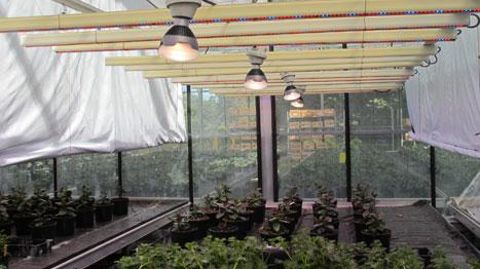 La Stepp évalue les systèmes d'éclairage Led, en particulier dans le cadre d'un projet national sur l'optimisation de la production de jeunes plants. (c)Valérie Vidril La Stepp évalue les systèmes d'éclairage Led, en particulier dans le cadre d'un projet national sur l'optimisation de la production de jeunes plants. (c)Valérie Vidril