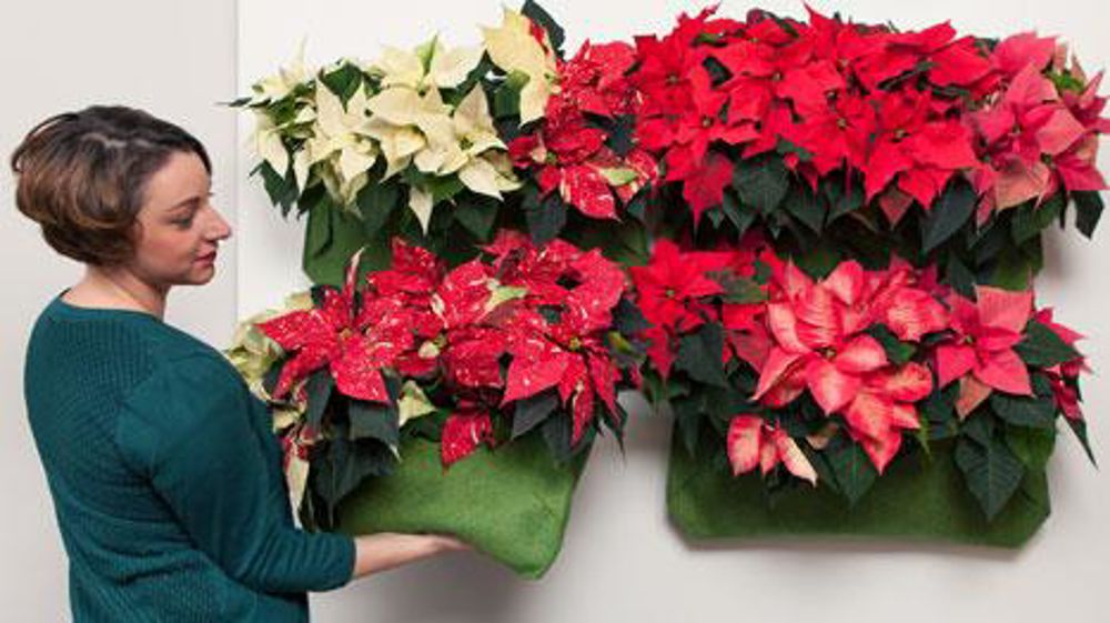 Le Poinsettia offre de multiples utilisations, comme ces minipaysages à accrocher à un mur. © BHR Le Poinsettia offre de multiples utilisations, comme ces minipaysages à accrocher à un mur. © BHR