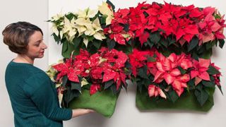Le Poinsettia offre de multiples utilisations, comme ces minipaysages à accrocher à un mur. © BHR Le Poinsettia offre de multiples utilisations, comme ces minipaysages à accrocher à un mur. © BHR Le Poinsettia offre de multiples utilisations, comme ces minipaysages à accrocher à un mur. © BHR Le Poinsettia offre de multiples utilisations, comme ces minipaysages à accrocher à un mur. © BHR