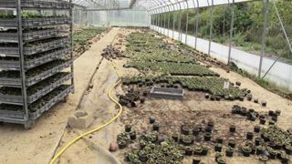 Aux Jardins d'Émilie, à Mauguio (34), les pensées tout juste plantées (60 000) sont perdues sous une pellicule de limon.(c)Odile Maillard Aux Jardins d'Émilie, à Mauguio (34), les pensées tout juste plantées (60 000) sont perdues sous une pellicule de limon.(c)Odile Maillard Aux Jardins d'Émilie, à Mauguio (34), les pensées tout juste plantées (60 000) sont perdues sous une pellicule de limon.(c)Odile Maillard Aux Jardins d'Émilie, à Mauguio (34), les pensées tout juste plantées (60 000) sont perdues sous une pellicule de limon.(c)Odile Maillard