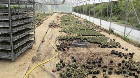 Aux Jardins d'Émilie, à Mauguio (34), les pensées tout juste plantées (60 000) sont perdues sous une pellicule de limon.(c)Odile Maillard Aux Jardins d'Émilie, à Mauguio (34), les pensées tout juste plantées (60 000) sont perdues sous une pellicule de limon.(c)Odile Maillard
