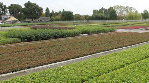 Les pépinières André Briant Jeunes Plants, situées à Saint-Barthélemy-d'Anjou (49),  ici, le secteur godet de La Bouvinerie, ont trouvé un repreneur. ©ABJP Les pépinières André Briant Jeunes Plants, situées à Saint-Barthélemy-d'Anjou (49),  ici, le secteur godet de La Bouvinerie, ont trouvé un repreneur. ©ABJP