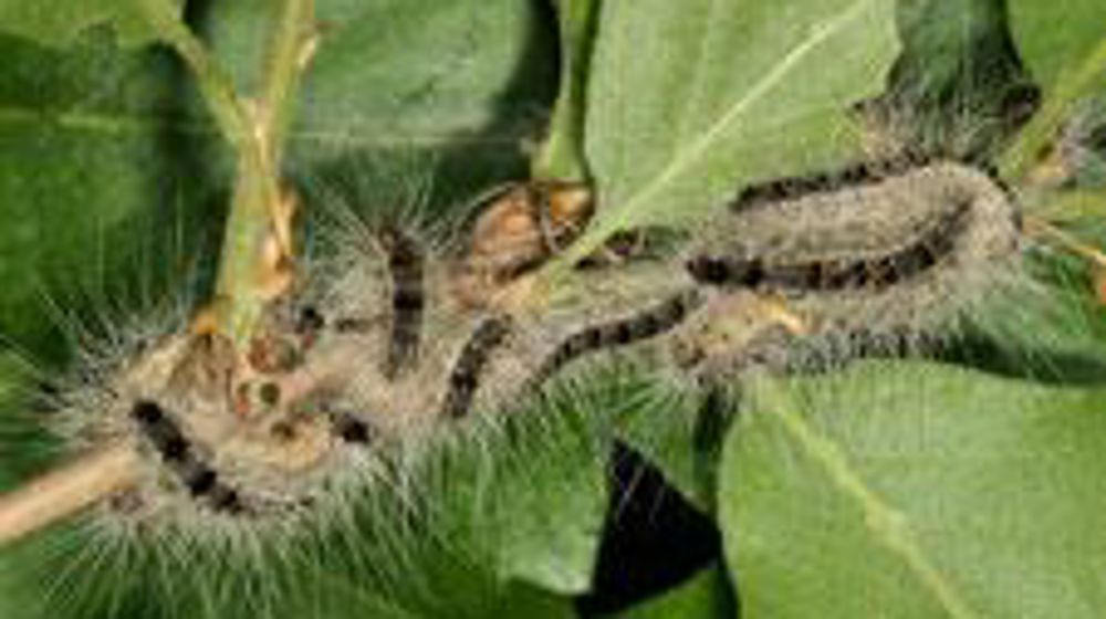 ©GYORGY CSOKA, HUNGARY FOREST RESEARCH INSTITUTE, BUGWOOD.ORG   