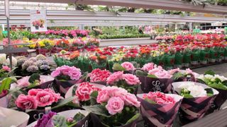 ©Valérie Vidril En Belgique, les jardineries arrivent en 2e position des canaux de vente, derrière les boutiques de fleuriste. ©Valérie Vidril En Belgique, les jardineries arrivent en 2e position des canaux de vente, derrière les boutiques de fleuriste.