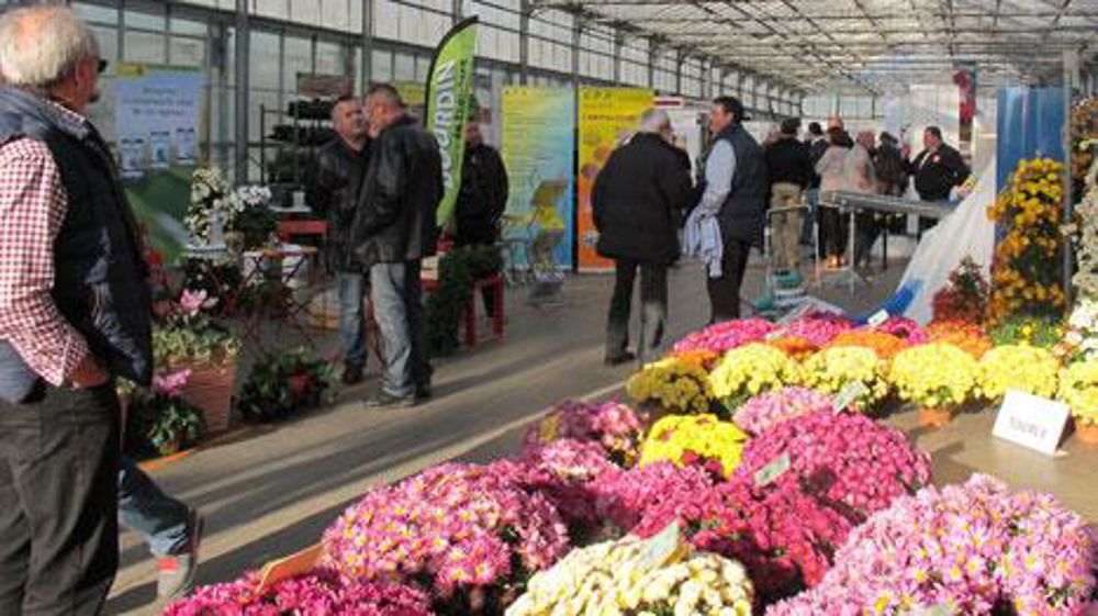 Malgré une date tardive pour présenter des obtentions de chrysanthèmes en fleurs alors que l'automne a été très doux, les obtenteurs ont su dérouler la palette de leurs nouveautés et de leurs coloris, rejoints à Viriat (01) par 37 fournisseurs, grossistes, distributeurs, multiplicateurs… et par environ 300 visiteurs. Malgré une date tardive pour présenter des obtentions de chrysanthèmes en fleurs alors que l'automne a été très doux, les obtenteurs ont su dérouler la palette de leurs nouveautés e Malgré une date tardive pour présenter des obtentions de chrysanthèmes en fleurs alors que l'automne a été très doux, les obtenteurs ont su dérouler la palette de leurs nouveautés et de leurs coloris, rejoints à Viriat (01) par 37 fournisseurs, grossistes, distributeurs, multiplicateurs… et par environ 300 visiteurs. Malgré une date tardive pour présenter des obtentions de chrysanthèmes en fleurs alors que l'automne a été très doux, les obtenteurs ont su dérouler la palette de leurs nouveautés e